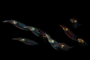 night squadron
 by Roland Bach 